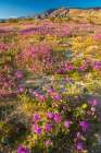 USA, California, Anza Borrego Desert State Park. Blooming verbena flowers. Art Print